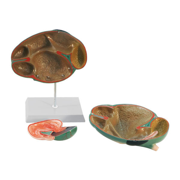 Ruminant Model